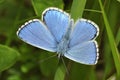 Adonis Blue Butterfly Royalty Free Stock Photo