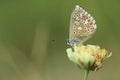 Adonis blue butterfly Royalty Free Stock Photo