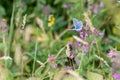 Adonis Blue Butterfly Polyommatus bellargus