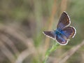 The Adonis blue butterfly Polyommatus bellargus female sitting on a blooming plant Royalty Free Stock Photo