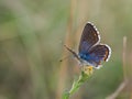 The Adonis blue butterfly Polyommatus bellargus female sitting on a blooming plant Royalty Free Stock Photo