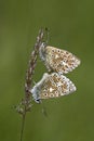 Adonis blue butterfly, Polyommatus bellargus Royalty Free Stock Photo