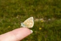 Adonis Blue butterfly, Polyommatus bellargus, perched on tip of a finger Royalty Free Stock Photo