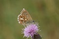 An Adonis Blue Butterfly, Polyommatus bellargus, perching on a Thistle flower in a meadow. Royalty Free Stock Photo