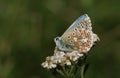 An Adonis Blue Butterfly, Polyommatus bellargus, perching on a Yarrow flower in a meadow. Royalty Free Stock Photo