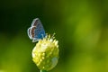 Adonis blue butterfly sitting on a flower macro Royalty Free Stock Photo
