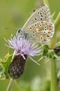 Adonis Blue Butterfly underside Royalty Free Stock Photo