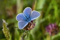 Adonis Blue Butterfly Royalty Free Stock Photo