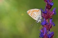 Adonis blue butterfly on a woodland sage flower Royalty Free Stock Photo