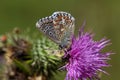 Adonis blue butterfly (Polyommatus bellargus) Royalty Free Stock Photo