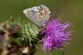 Adonis blue butterfly (Polyommatus bellargus) Royalty Free Stock Photo