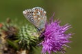 Adonis blue butterfly (Polyommatus bellargus) Royalty Free Stock Photo