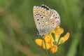 Adonis blue butterfly underside Royalty Free Stock Photo