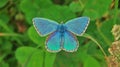 Adonis blue Lysandra bellargus, also known as Polyommatus bellargus