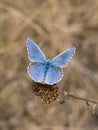 The Adonis blue Polyommatus bellargus butterfly in the family Lycaenidae