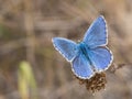 The Adonis blue Polyommatus bellargus butterfly in the family Lycaenidae