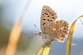 The Adonis blue (Polyommatus bellargus) on a blade of grass Royalty Free Stock Photo