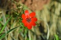 Adonis flower known as Pheasant`s-eye