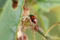 Adonis ladybird also known as variegated ladybug Hippodamia variegata on plant in the wild