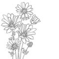 Vector bunch with outline Adonis vernalis or spring pheasant`s eye flowers and leaves in black isolated on white background.