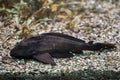 Adonis pleco Acanthicus adonis.