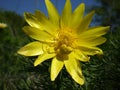 Adonis with spider Royalty Free Stock Photo