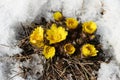 Adonis vernalis