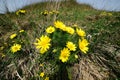 Adonis vernalis