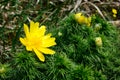 Adonis vernalis Royalty Free Stock Photo