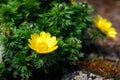 Adonis vernalis