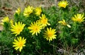 Adonis vernalis