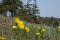 Adonis vernalis, commonly referred to as the pheasant\'s eye, is a delicate and stunning flower that blooms in early spring.