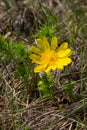 Adonis vernalis, commonly referred to as the pheasant\'s eye, is a delicate and stunning flower that blooms in early spring.