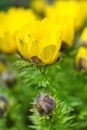 Adonis vernalis with drops of dew