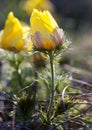 Adonis vernalis flowers