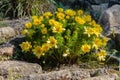 Adonis vernalis is a perennial flowering plant in sping garden.