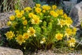 Adonis vernalis is a perennial flowering plant in sping garden.