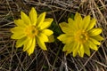 Adonis vernalis is a perennial flowering plant in sping garden. Adonis vernalis is a medicinal plant. Yellow Adonis