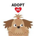 Adopt me. Dont buy. Shih Tzu Dog head inside opened cardboard package box. Pet adoption. Puppy pooch red heart. Flat design. Help