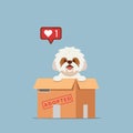 Adopt pet concept illustration. Dog rescue, protection, adoption concept. Flyer, poster template.Cute shih tzu puppy in a box Royalty Free Stock Photo