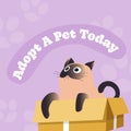 Adopt pet today, help stray cats, save kittens