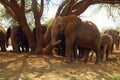 Adopted Baby African Elephants at the David Sheldrick Wildlife Trust in Tsavo national Park, Kenya