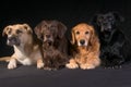 Adopted Diversity Dog Family Royalty Free Stock Photo