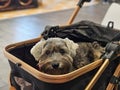 Adopted senoir black dog with bright eyes sitting in the dog cart in the pet friendly mall