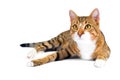Adopted stray cat Royalty Free Stock Photo