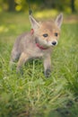 Taking care of red fox baby found by people alone in forest