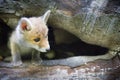 Taking care of red fox baby found by people alone in forest