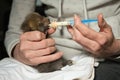 Taking care of red fox baby found by people alone in forest