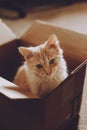 Adopting kitten from shelter. Cat Rescue. Little sad street stray homeless kitten in cardboard box in the house Royalty Free Stock Photo