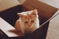 Adopting kitten from shelter. Cat Rescue. Little sad street stray homeless kitten in cardboard box in the house Royalty Free Stock Photo